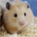 老鼠仓V5电视版