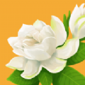 花开树下官方安装