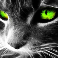 马东琴影视TV版