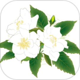 解语茶花官方正版