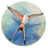 展翅翱翔游戏免费版